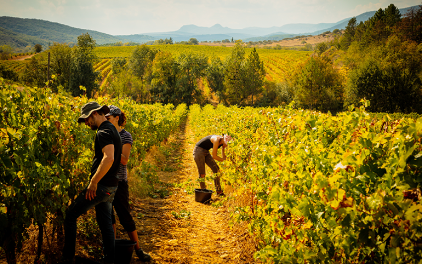 Vendanges au domaine de Sauzet