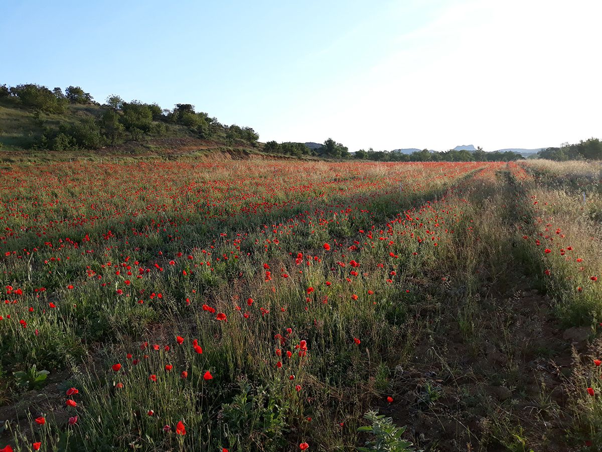 Les coquelicots de la route de montoulieu, les vignes du domaine de sauzet