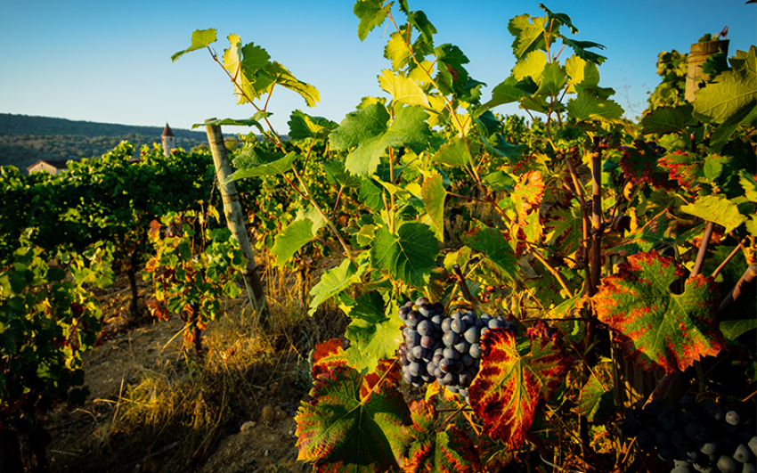 Les vignes du Domaine de sauzet, hérault